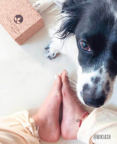From combating feelings of loneliness and depression to decreasing blood pressure and cholesterol levels, having a pet is associated with multiple health benefits. Get to know all of them, and which pet is better suited for you, in our blog’s post.
CORC YOGA. Handcrafted Luxury Rooted in Nature
https://corcyoga.com/2023/02/21/the-surprising-health-benefits-of-having-pets/ 
#CorcYoga #Wellness #FamilyHealth #SustainableLuxury #Yoga #CorkTrees #CorkIsFun #Sustainability #WellnessInHospitality #EthicalTravel #CorcYogaMoments